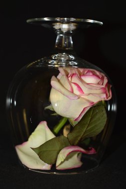 Tek güzel kırmızı gül. 