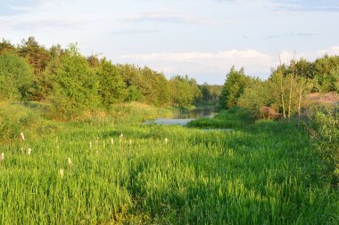 Ormandaki manzara gölü