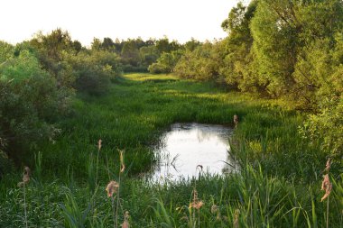 Ormandaki manzara gölü