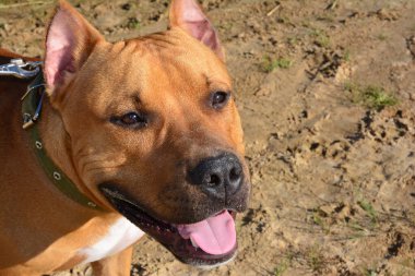 Doğada pitbull terrier köpeği