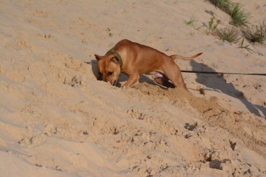 Doğada pitbull terrier köpeği