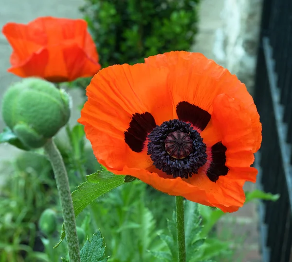 Orange Poppy, Close-up Royalty Free Stock Photos