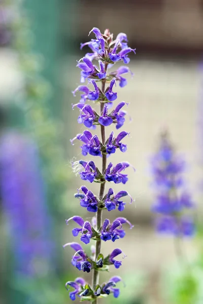 Kan nacht Salvia puntige Blossom — Stockfoto