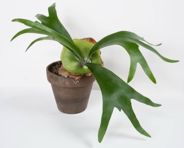  Staghorn Fern with New Green Sterile Shield clipart