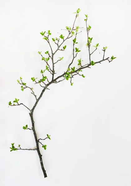 Budding Leaves Crab Apple Tree Spring — 图库照片