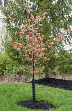 Pembe Çeroki Cesur Dogwood Erken Açan Çiçek 'te 