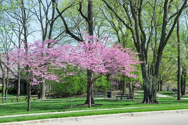 都市公園の赤い蕾の木の開花 — ストック写真