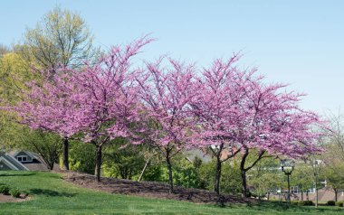 Mor Çiçekli Kırmızı Bud Ağaçları Sırası