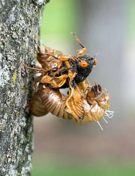 Cicada Emergente Pele Com Asas Molhadas Dayton Ohio Maio 2021 — Fotografia de Stock