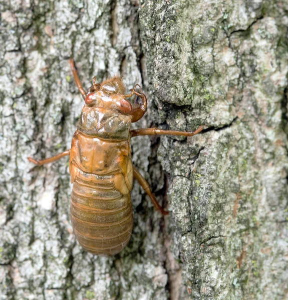 Cicada Its Transparent Skin Dayton Ohio Mayo 2021 — Foto de Stock
