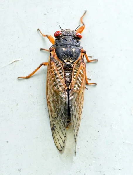 Brood Adult Cicada Macro Portrait Top View — 图库照片