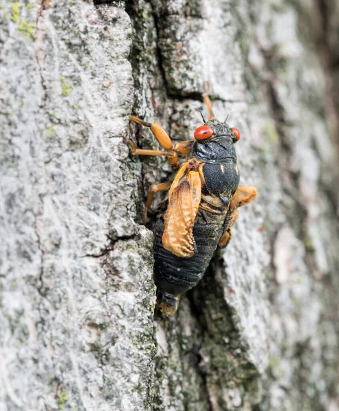 Brood Cicada Adulte Avec Ailes Déployées — Photo