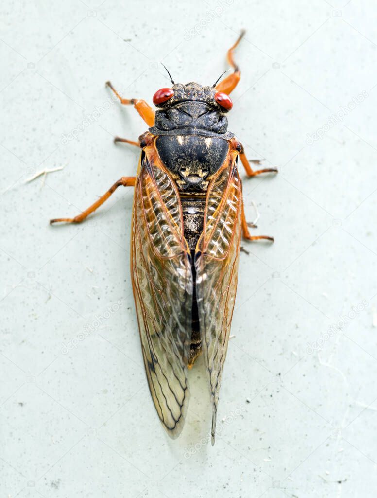 Brood X Adult Cicada Macro Portrait, Top View