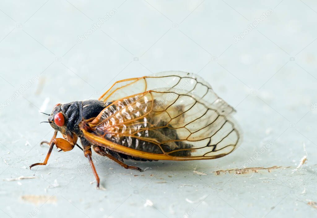 Brood X Adult Cicada Macro Portrait, Side View 