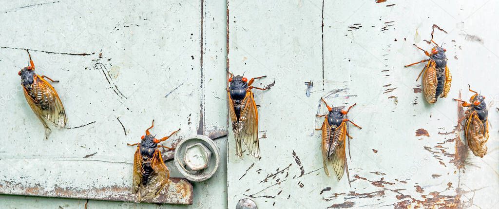 Row of Emerging Cicadas on Blue Metal Background