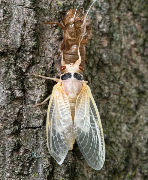 Witte Cicada Nimf Klampt Zich Vast Aan Haar Verlaten Huid — Stockfoto