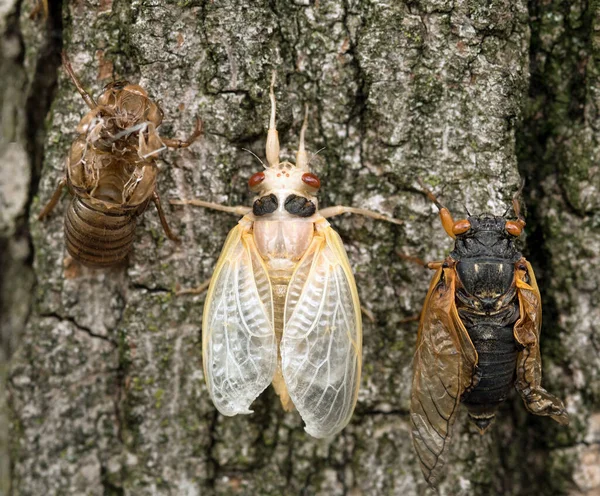 Brood Cicada Nymph 成人和空虚皮肤 — 图库照片