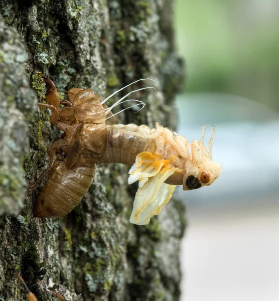 Cicada Nymph Arching Out Skin Tijdens Het Gieten — Stockfoto