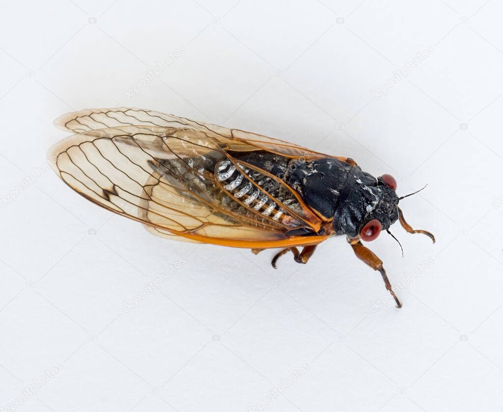 Brood X Cicada Isolated on White Background