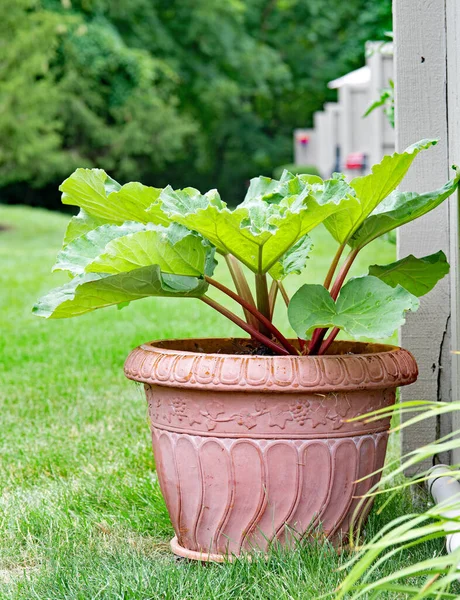 Καναδάς Red Rhubarb Καλλιέργεια Στην Terra Cotta Pot — Φωτογραφία Αρχείου