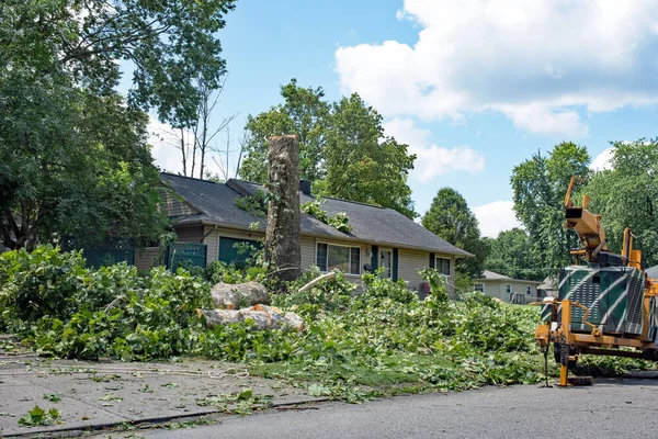 Felling Sycamore Tree Storm — Stock Photo, Image