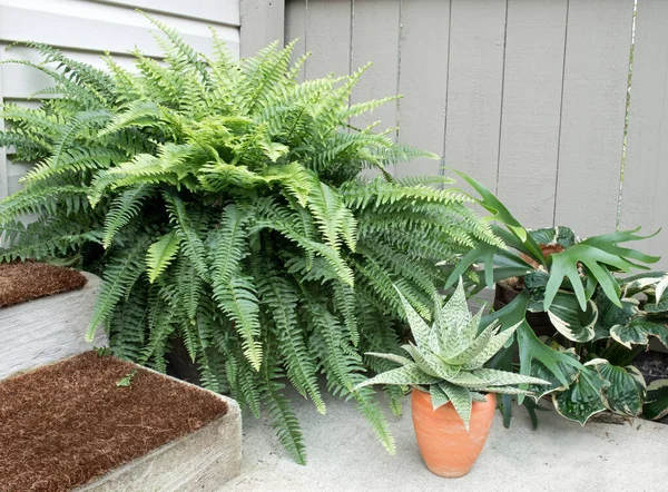 Giardino All Angolo Con Felci Piante Aloe — Foto Stock