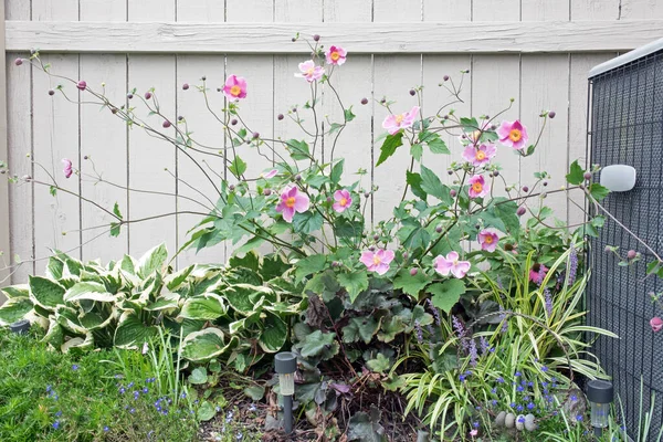 Giardino Autunno Con Anemoni Giapponesi Torreggianti Rosa — Foto Stock