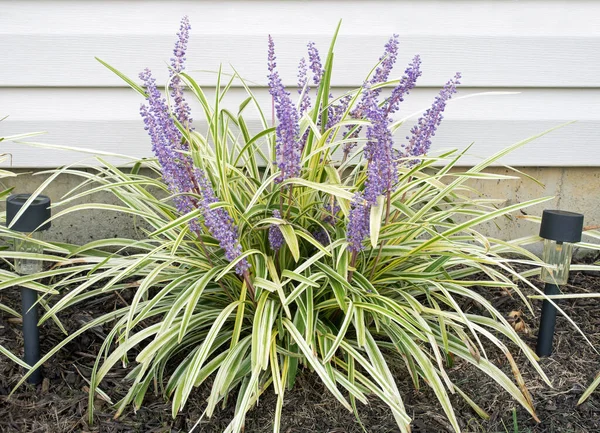 Paarse Stengels Van Bloemen Lilyturf Herfst — Stockfoto