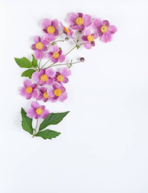 Pembe Japon Anemon Sınırının Beyaz Üzerine Serpintileri