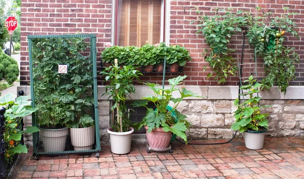 Urban Court Vegetable Garden — Stock Photo, Image