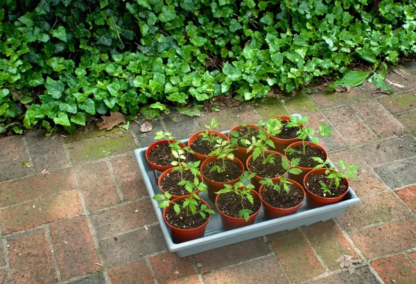 Tomatensetzlinge für den Garten — Stockfoto