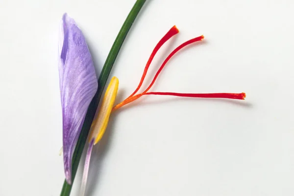 Saffron Crocus Flower Parts — Stock Photo, Image