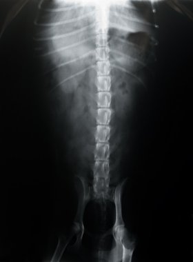 Köpek omurga Xray