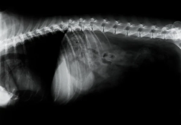 Raio X da coluna vertebral canina — Fotografia de Stock