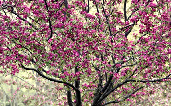Krabbenbaum in voller Blüte — Stockfoto