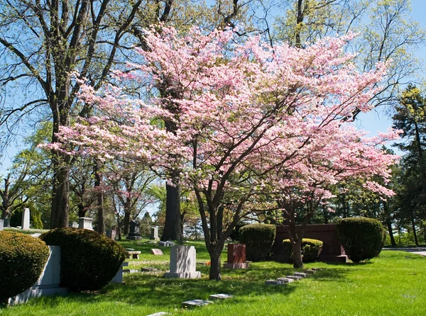 粉红色的山茱萸树 — 图库照片