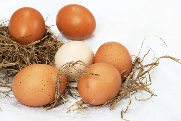 Bauernhof frische Eier — Stockfoto