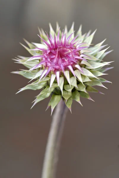 Bodlák bud makro — Stock fotografie