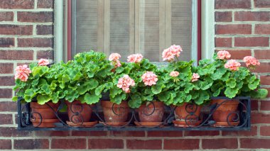 Geraniums in Wrought Iron Window Box clipart