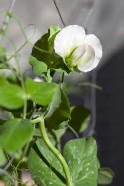 Bahçe bezelye Bloom