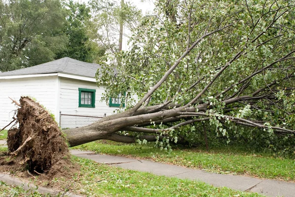 Wind stormschade — Stockfoto