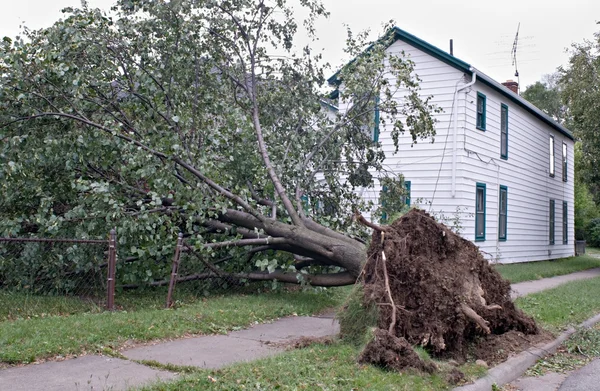 Uprooted หลังจากพายุ — ภาพถ่ายสต็อก