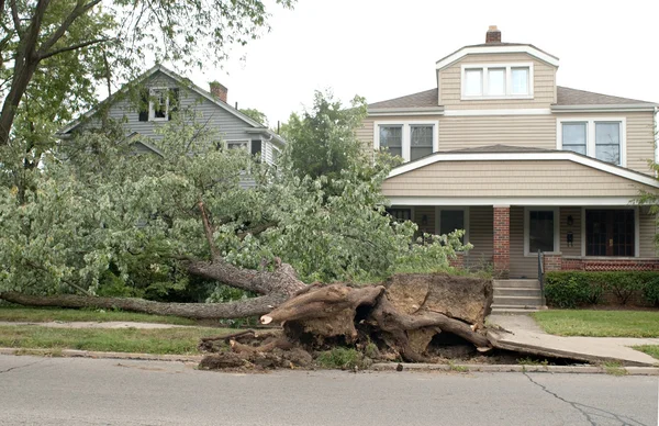 Toppled Tree — Stock Photo, Image