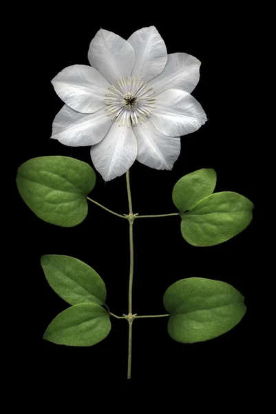 White Clematis on Black — Stock Photo, Image