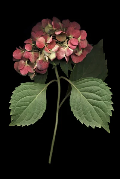 Hydrangea Bloom on Black — Stock Photo, Image