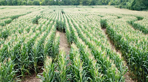 Laberinto de maíz — Foto de Stock