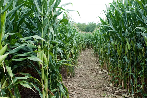 Trilha de labirinto de milho — Fotografia de Stock