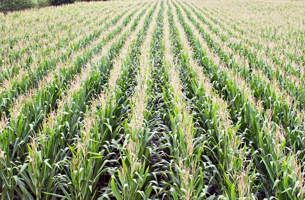 Corn Rows — Stock Photo, Image