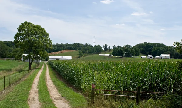 País Lane com campo de milho — Fotografia de Stock