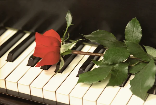 Rosa retro em teclas de piano — Fotografia de Stock